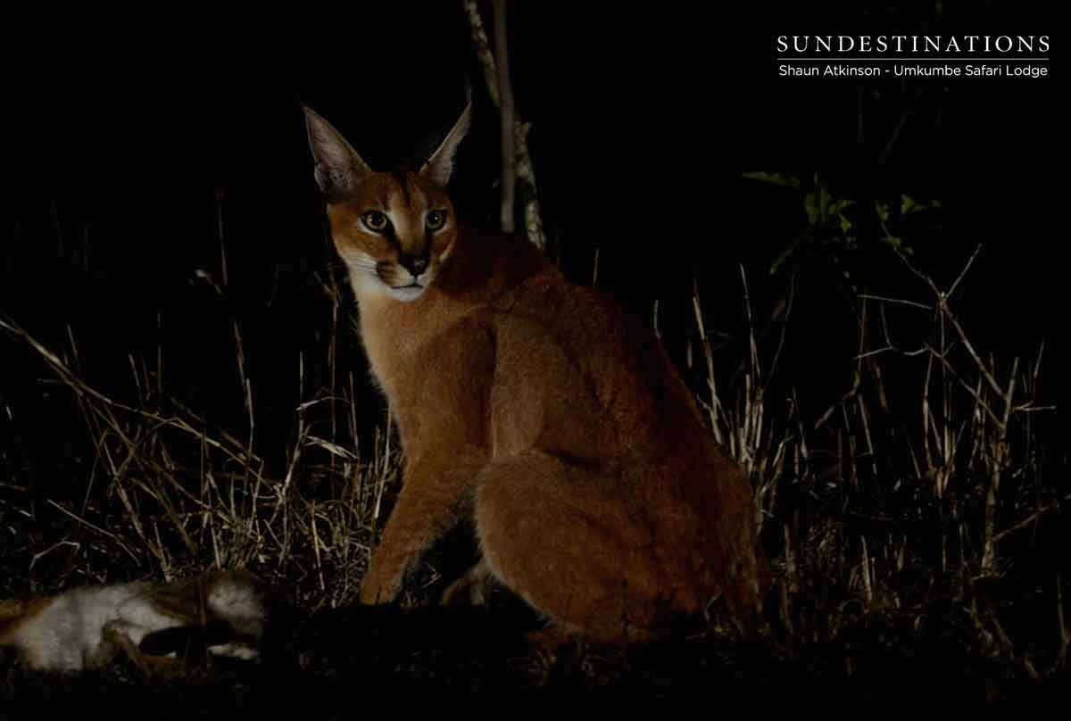 Caracal at Umkumbe Safari Lodge Caracal at Umkumbe Safari Lodge