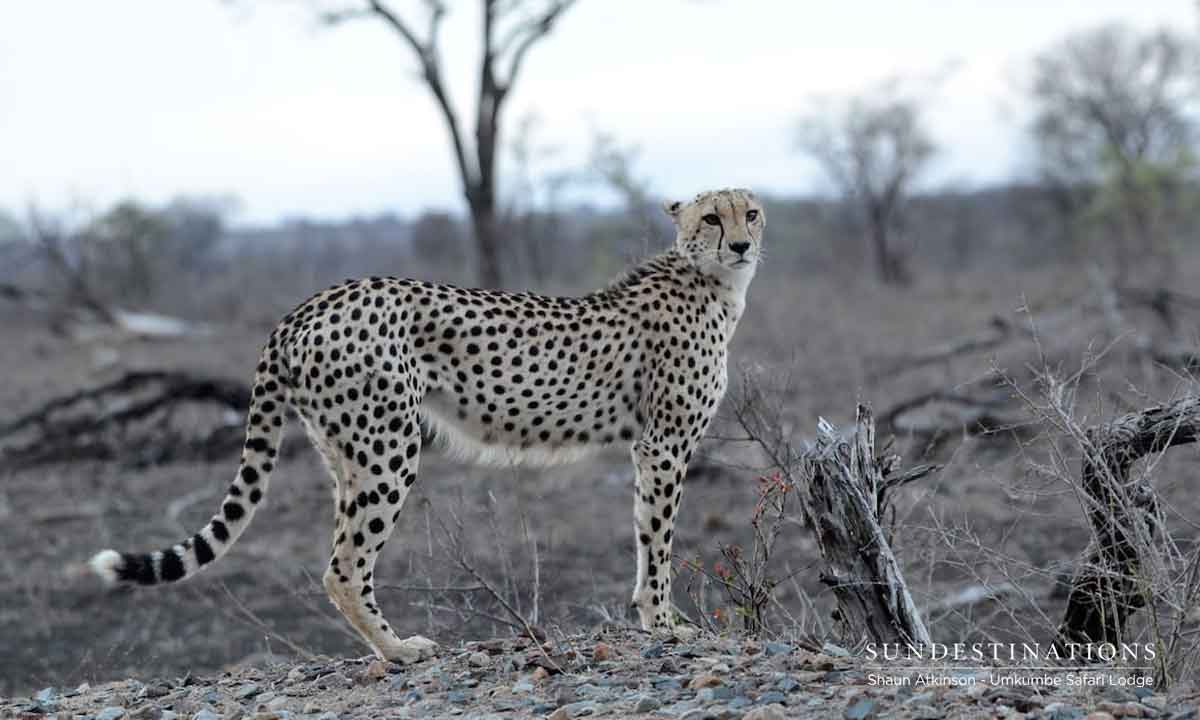 Cheetah of Umkumbe Cheetah of Umkumbe
