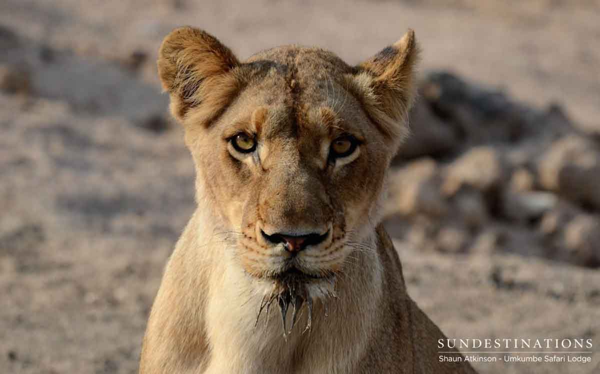 Lions of Umkumbe Lions of Umkumbe