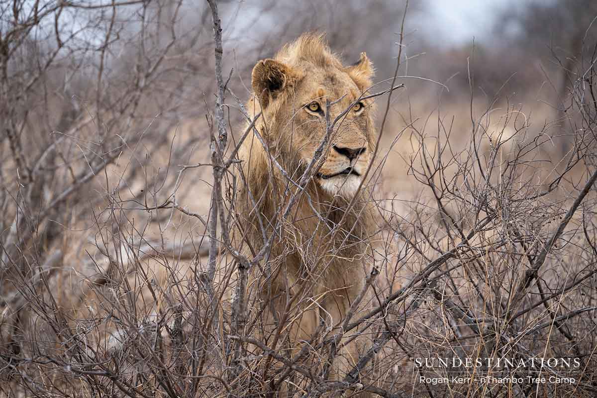 Vuyela on Kill Vuyela on Kill