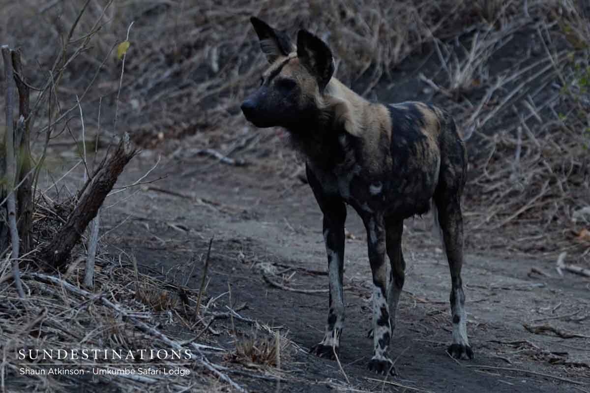 Wild Dogs at Umkumbe Safari Lodge Wild Dogs at Umkumbe Safari Lodge