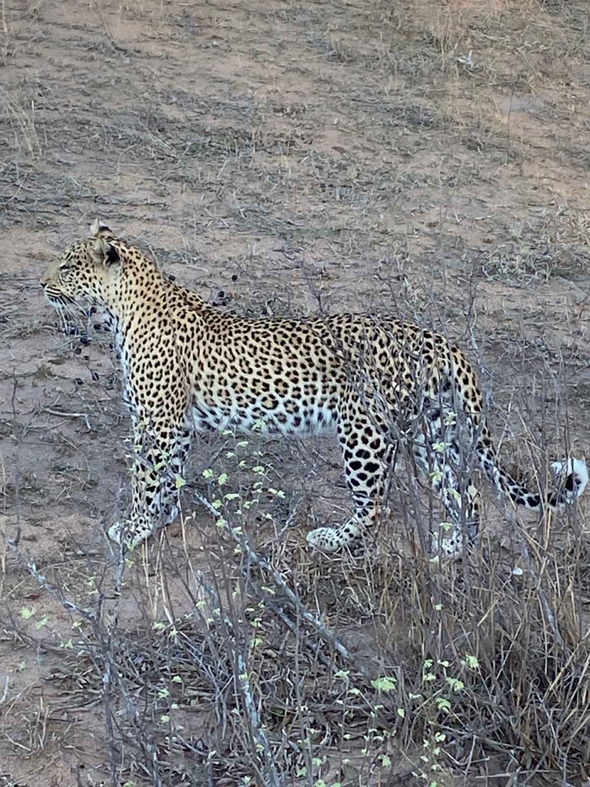 Walkers Leopards Landscape Walkers Leopards Landscape