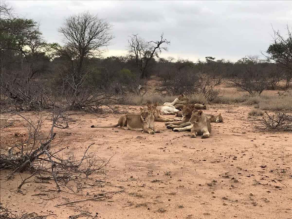 Walkers Lions Timbavati Walkers Lions Timbavati