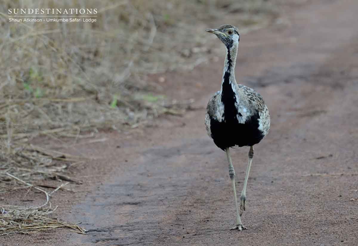 Black-bellied Bustard Black-bellied Bustard