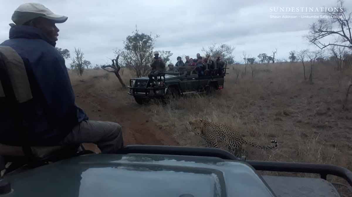 Mating Leopards at Umkumbe Safari Lodge Mating Leopards at Umkumbe Safari Lodge