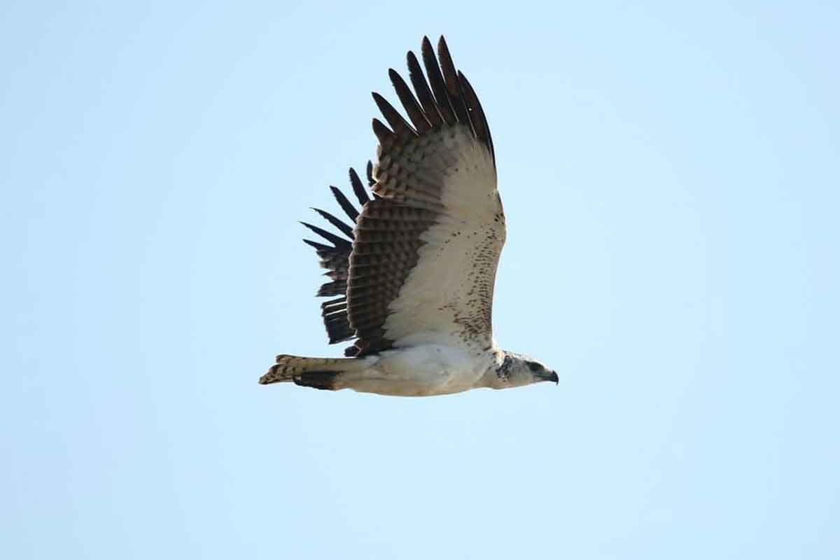 Birds of Prey in the Kruger Birds of Prey in the Kruger