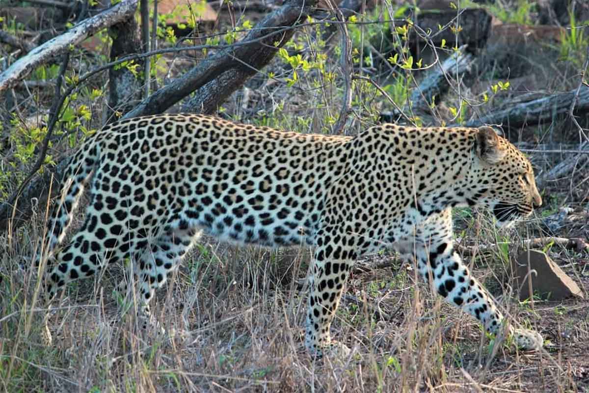 Leopards in the Kruger Leopards in the Kruger
