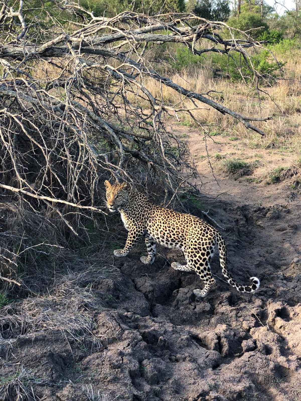 Leopards in the Kruger Leopards in the Kruger