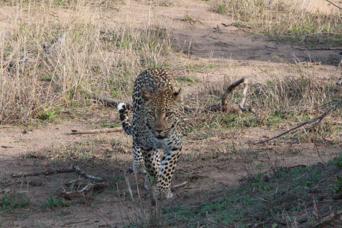 Leopards on Safari Leopards on Safari
