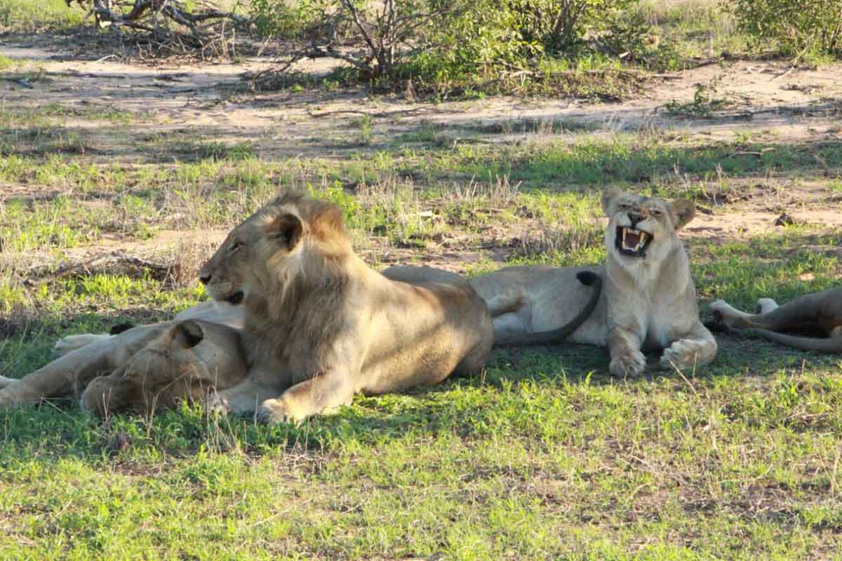 Lions on Safari in Kruger Lions on Safari in Kruger