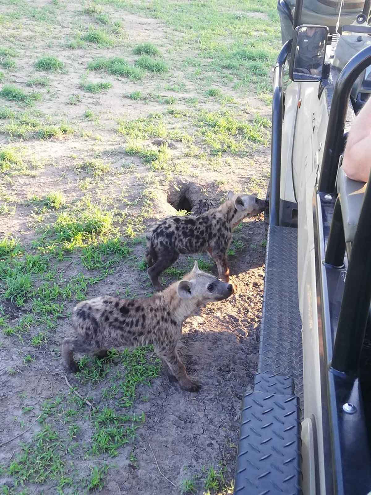 Hyena Cubs Explore the Game Viewer Hyena Cubs Explore the Game Viewer