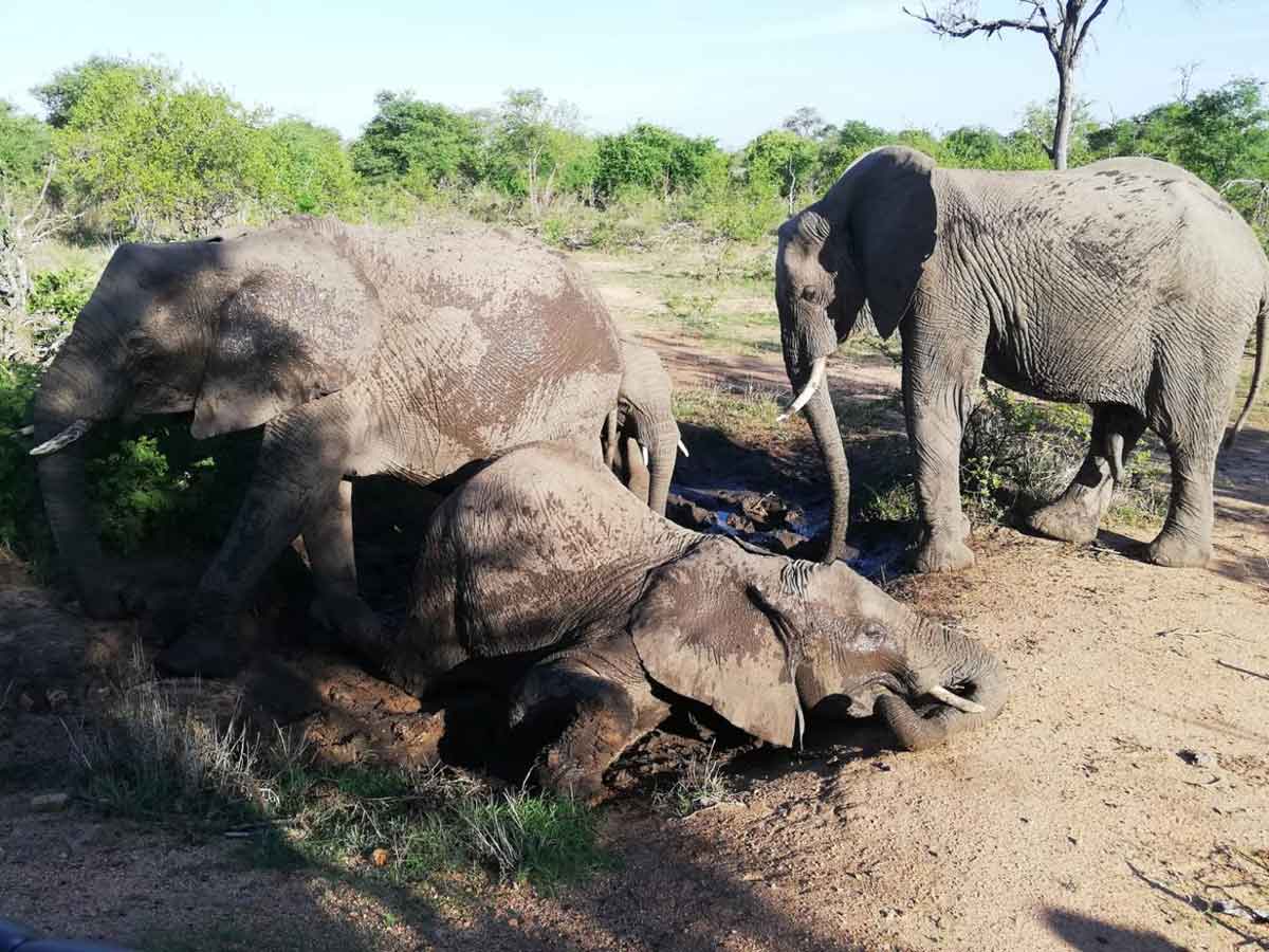Joan Frost Photographs Elephants Joan Frost Photographs Elephants