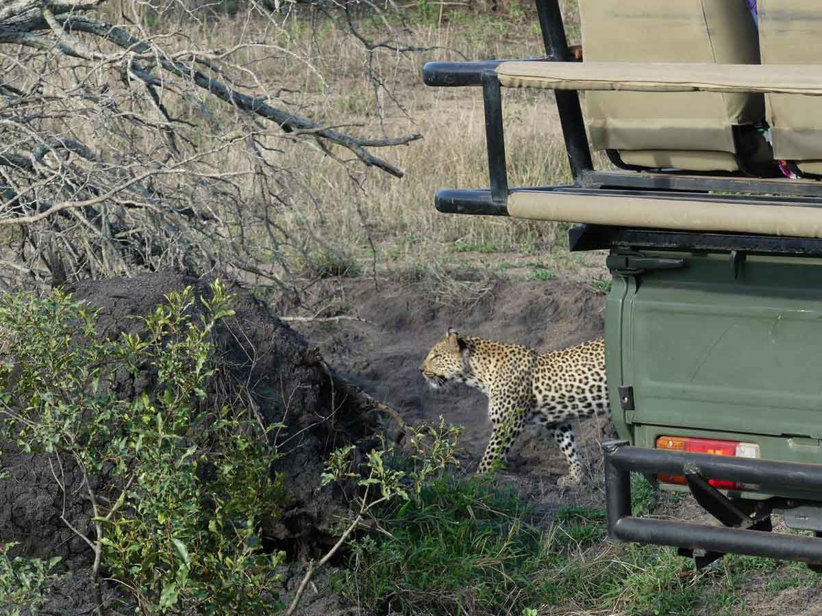 Agents at Umkumbe Spot Leopards Agents at Umkumbe Spot Leopards