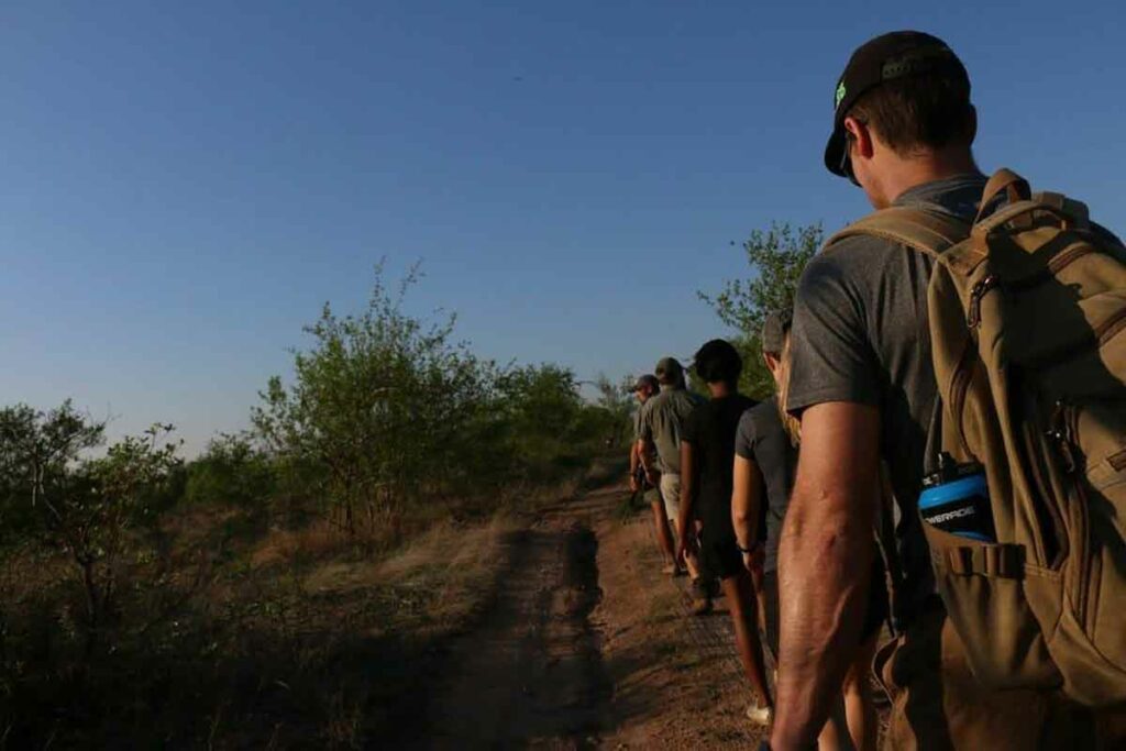 Walking Safari with Agents in Kruger