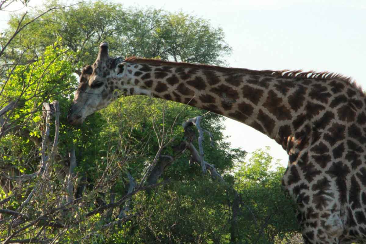 Giraffes on Safari Giraffes on Safari