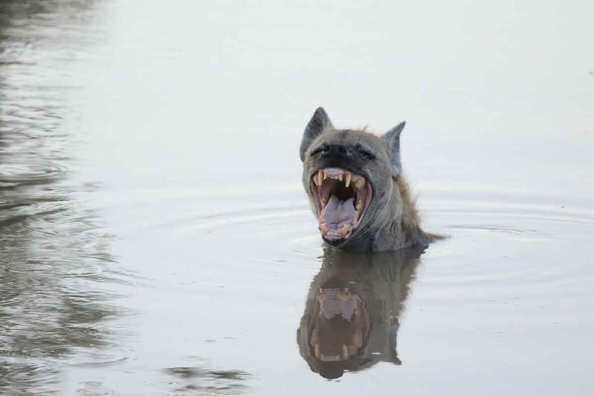 Hyenas in the Kruger Hyenas in the Kruger