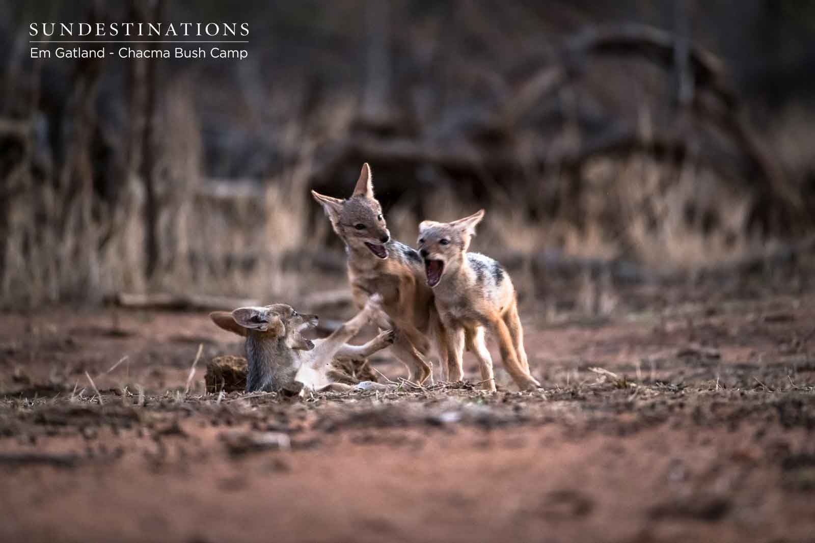 Jackal Pups at Chacma Jackal Pups at Chacma