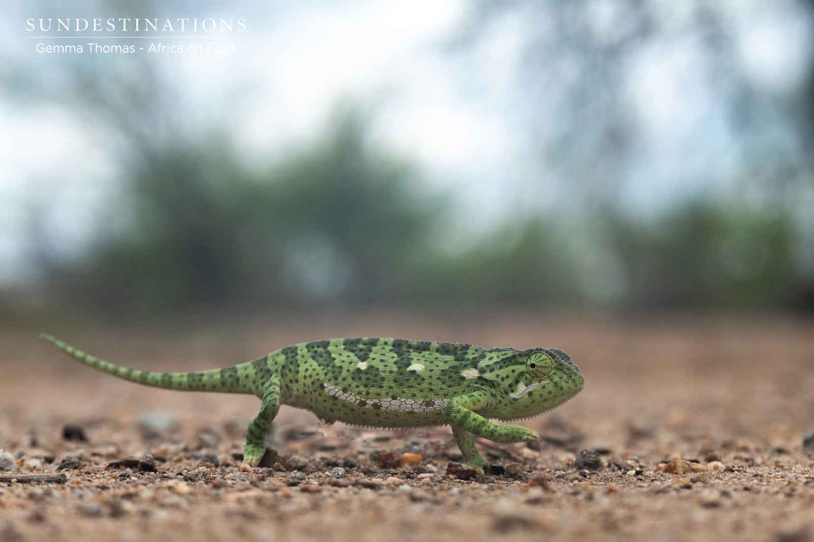Flap-necked Chameleon Flap-necked Chameleon