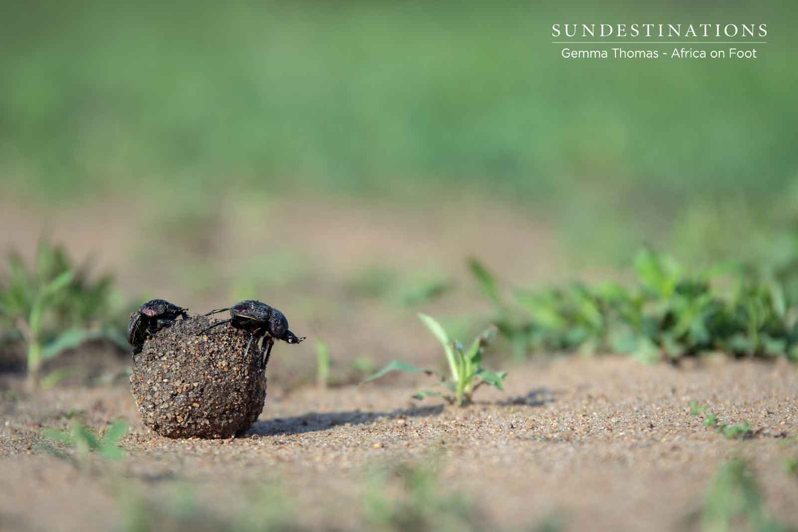 Dung Beetles in Kruger Dung Beetles in Kruger