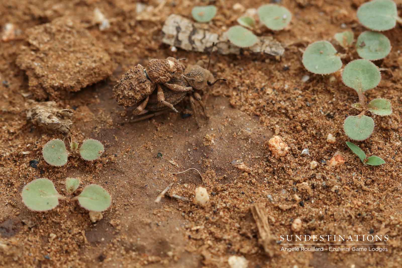 Armoured Weevil Armoured Weevil