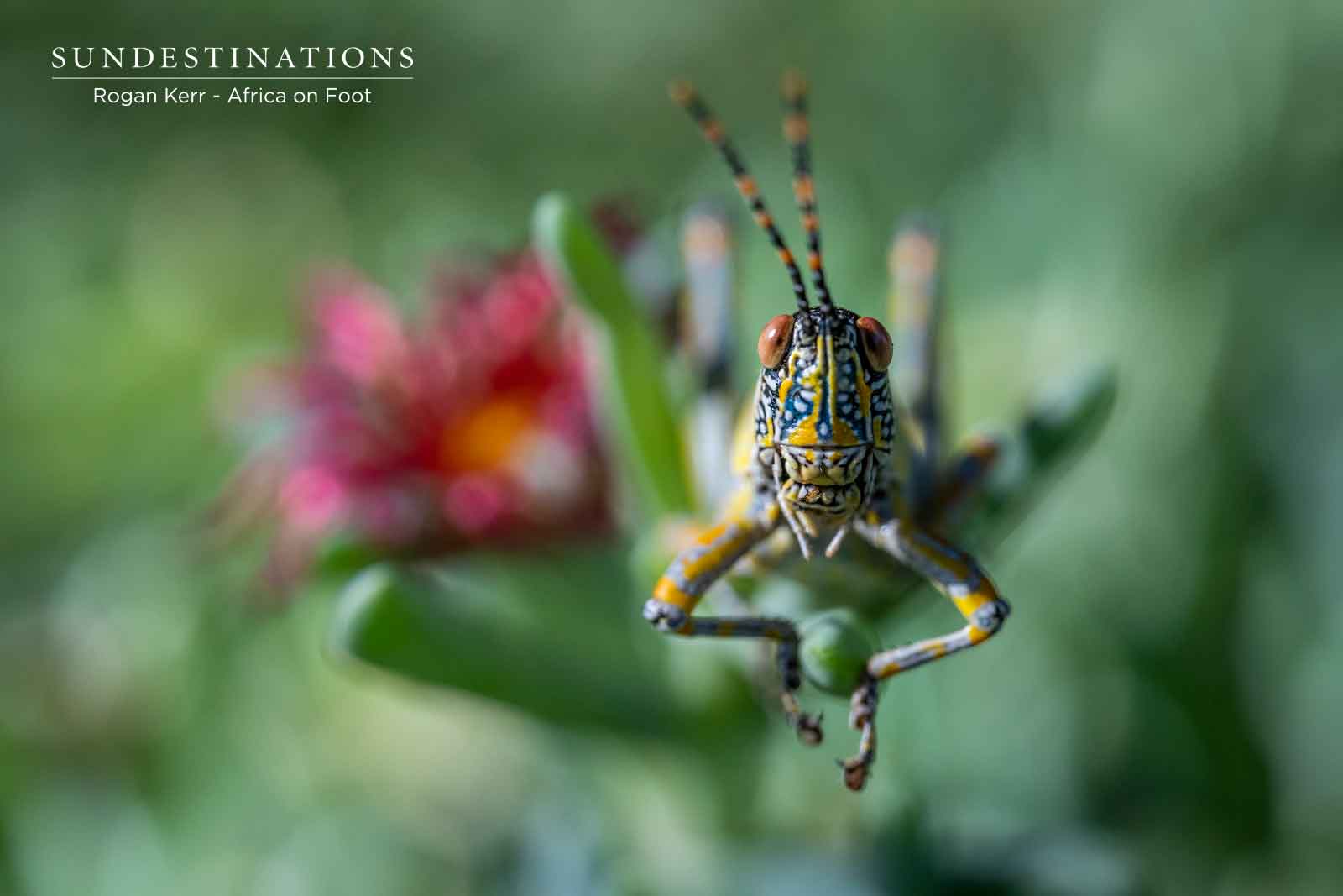 Elegant Grasshopper Elegant Grasshopper
