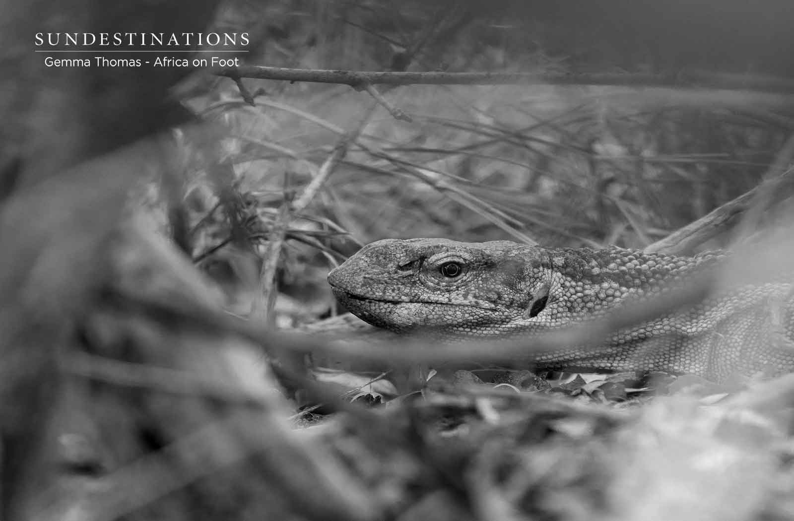 Monitor Lizard Monitor Lizard