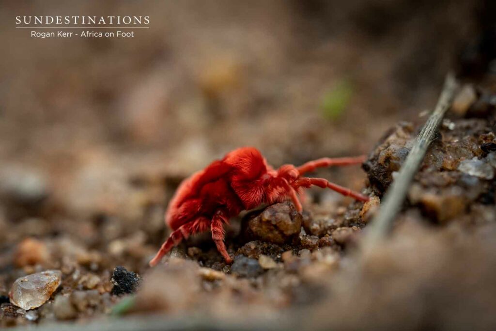 Red Velvet Mite