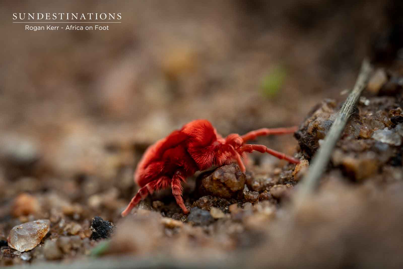 Red Velvet Mite Red Velvet Mite