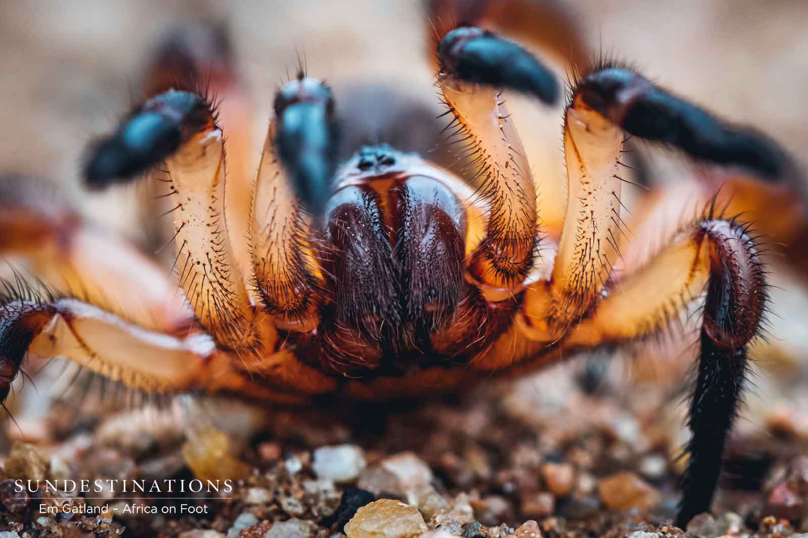 Trap Door Spider Trap Door Spider