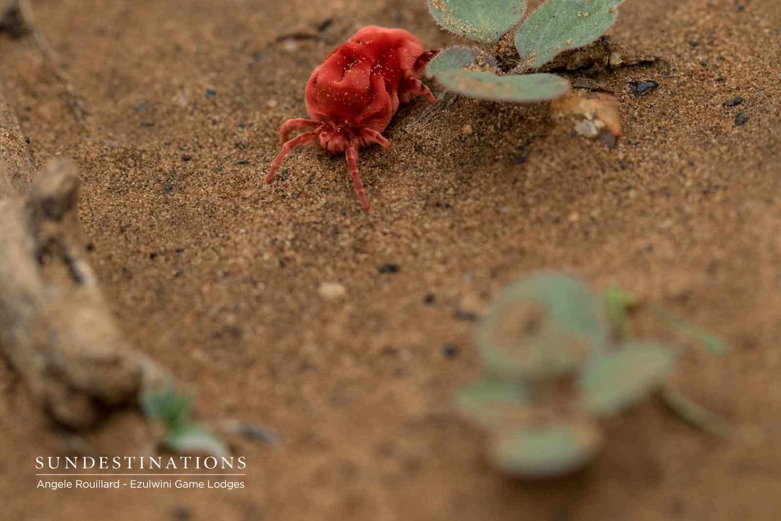 Red Velvet Mites in the Balule Red Velvet Mites in the Balule