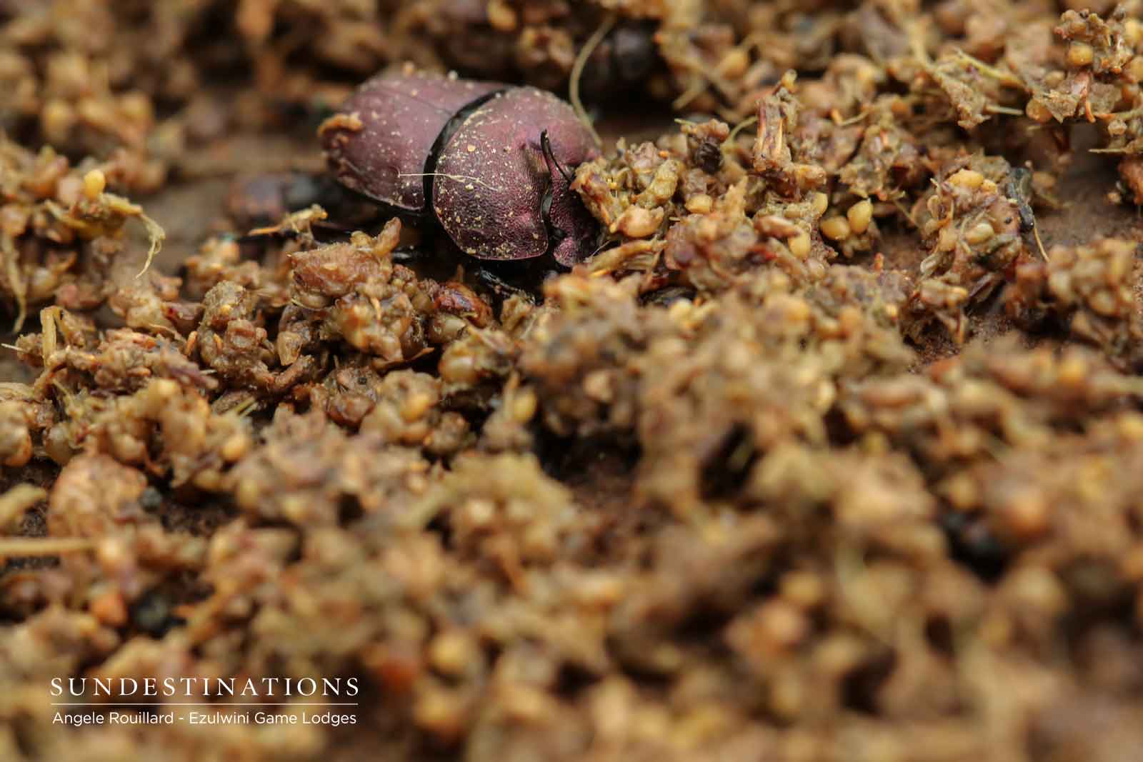 Dung Beetles at Ezulwini Game Lodges Dung Beetles at Ezulwini Game Lodges