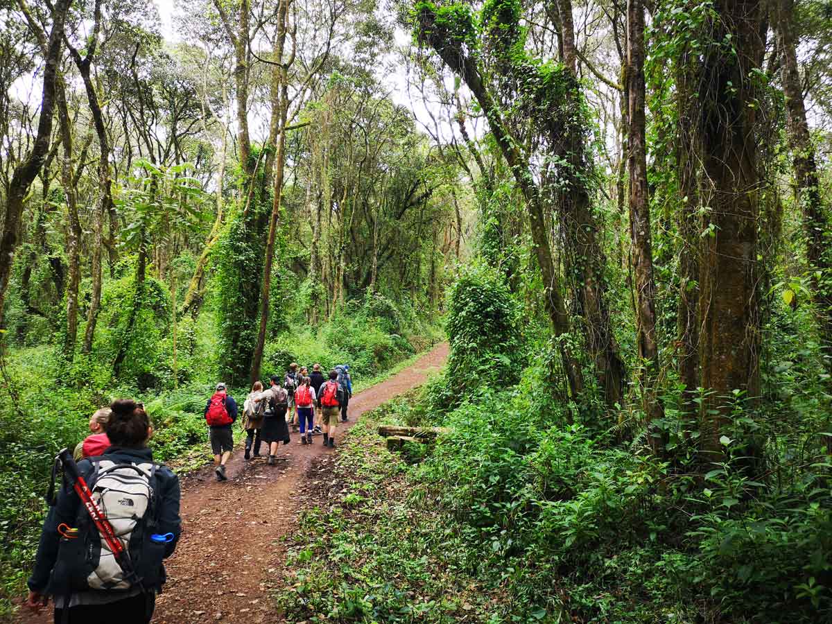 Kilimanjaro Forest Walking Kilimanjaro Forest Walking