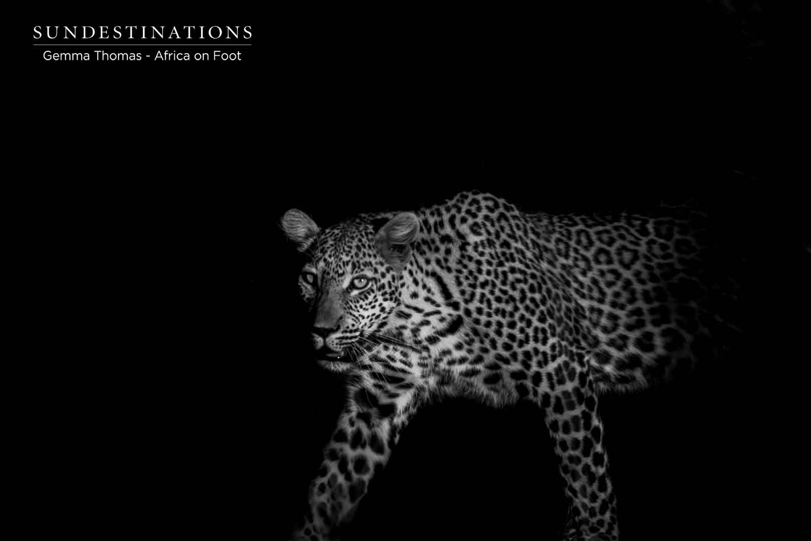 Africa on Foot Leopard Africa on Foot Leopard