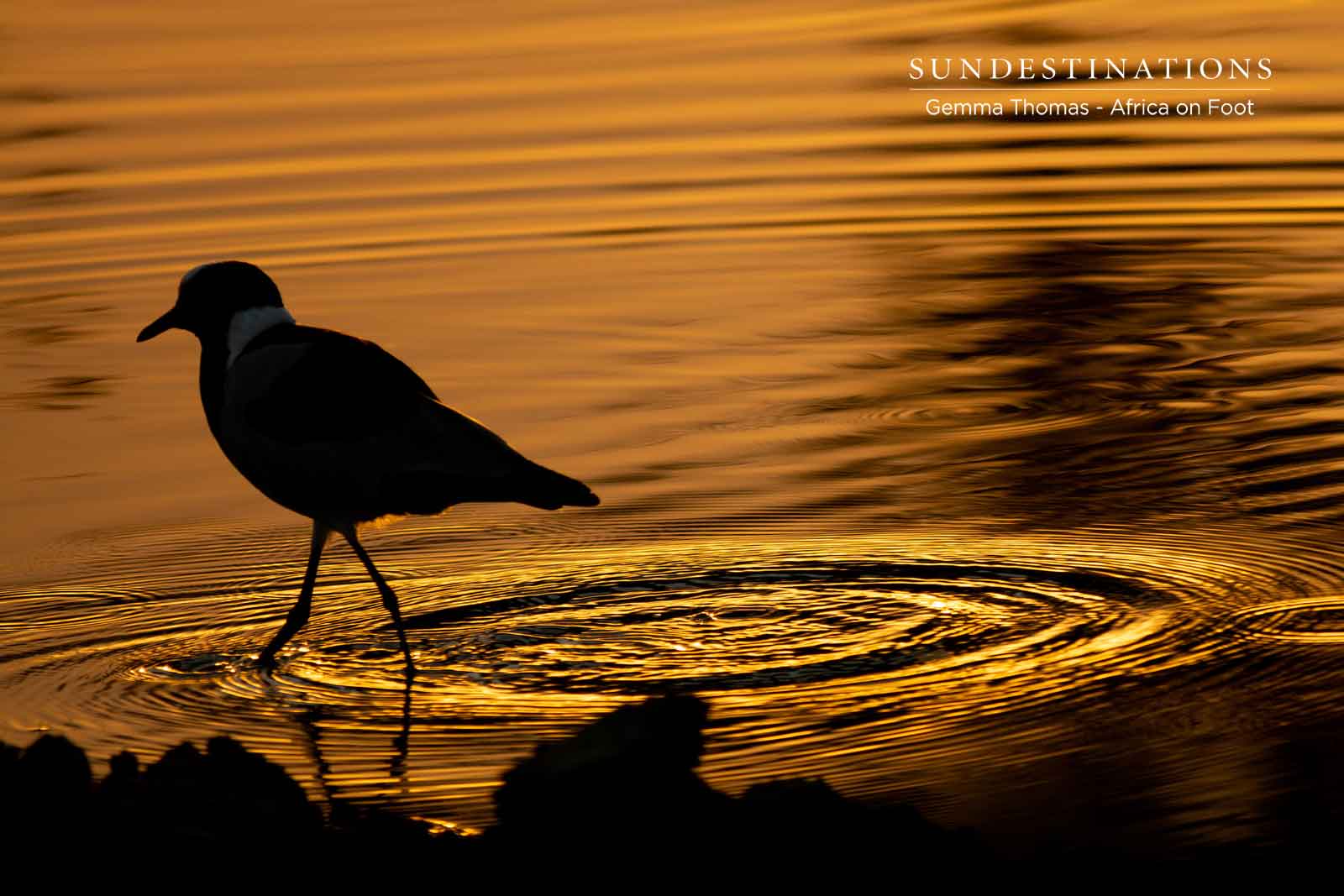 Sunsets and Birds Sunsets and Birds