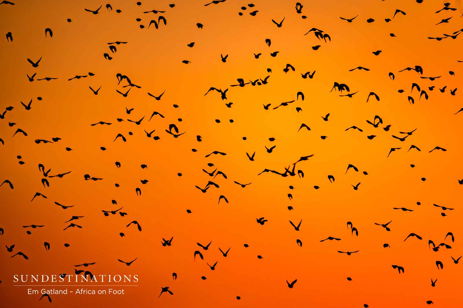 Birds at Africa on Foot Birds at Africa on Foot