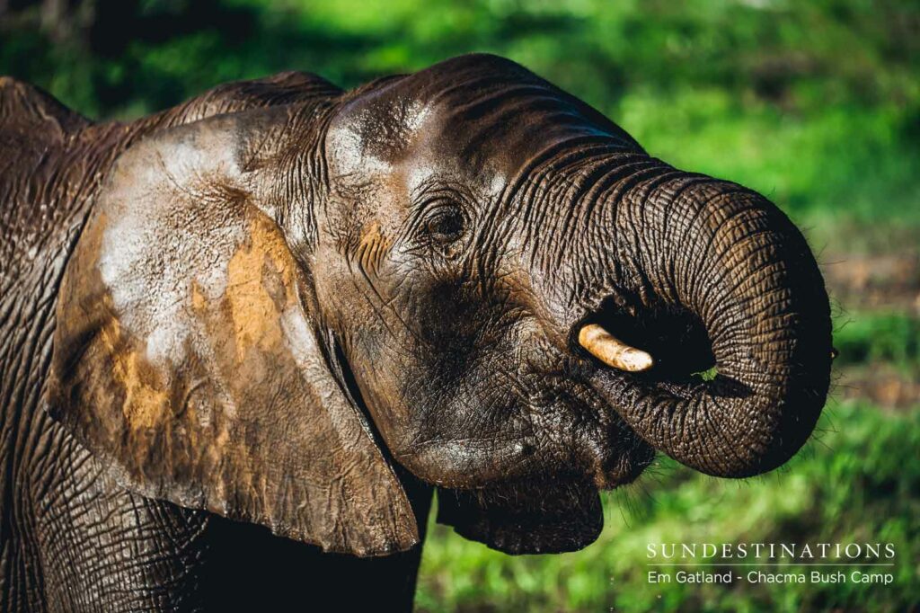 Elephants in Maseke
