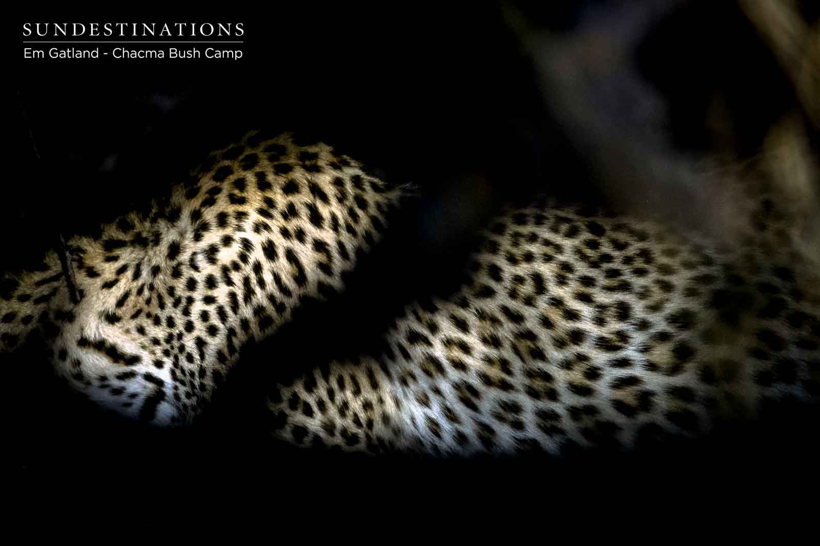 Leopard at Chacma Bush Camp Leopard at Chacma Bush Camp