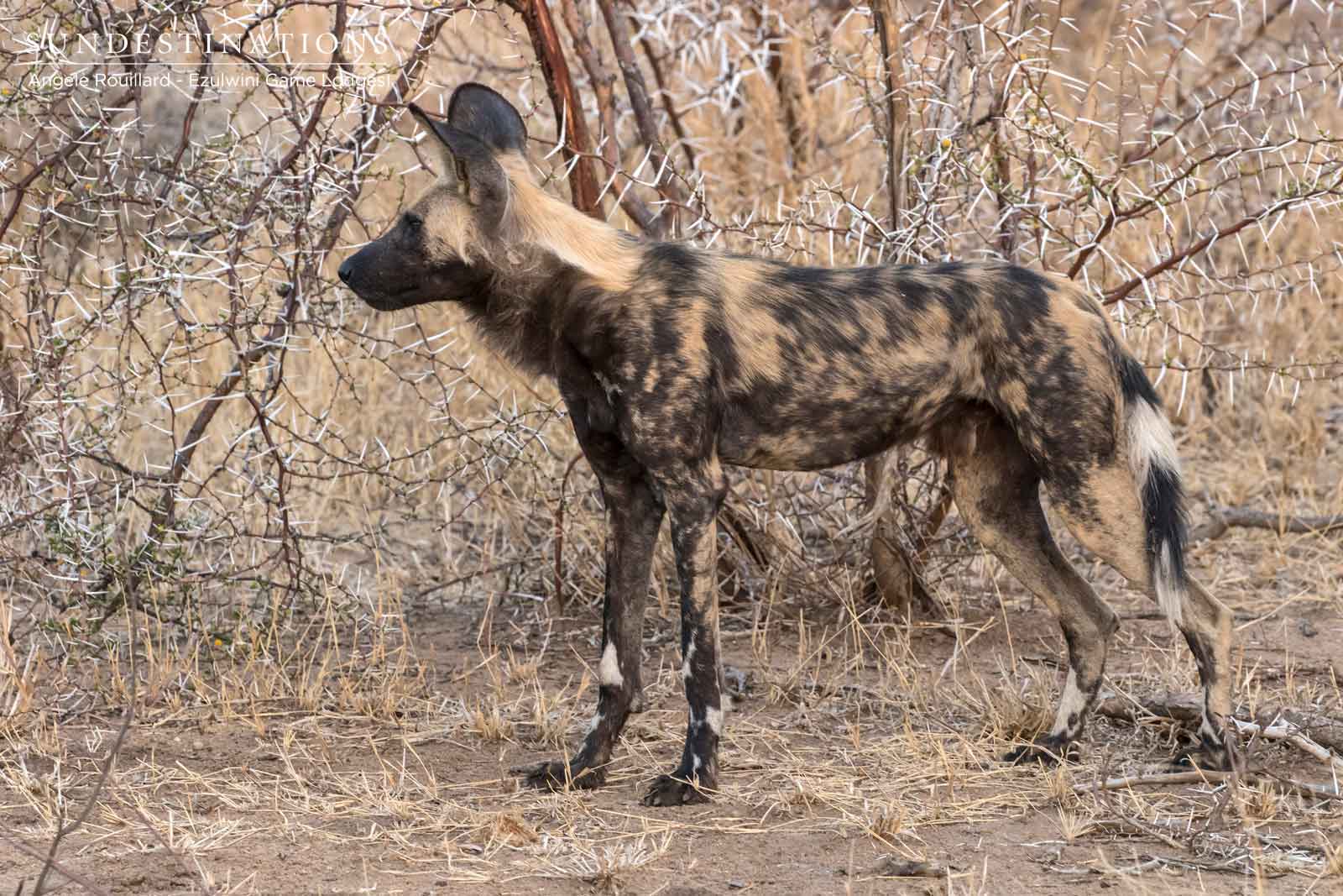 Wild Dogs in the Balule Wild Dogs in the Balule