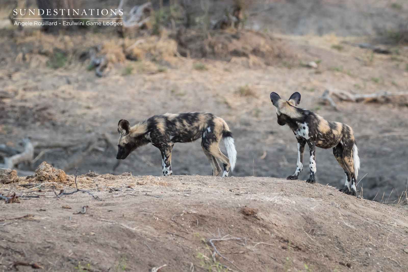 African Wild Dogs in the Balule Nature Reserve African Wild Dogs in the Balule Nature Reserve