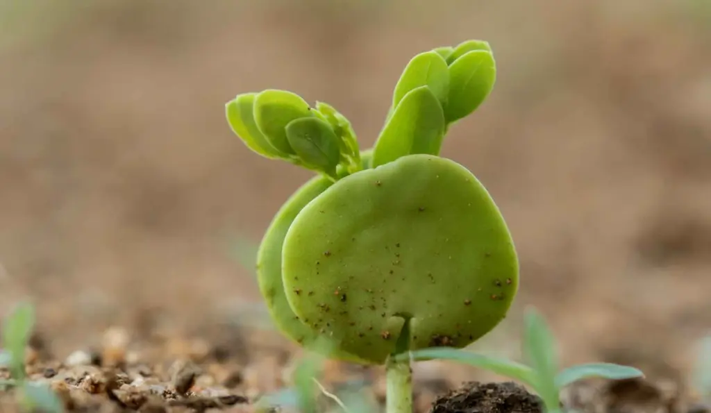 Plant Life in the Balule Nature Reserve