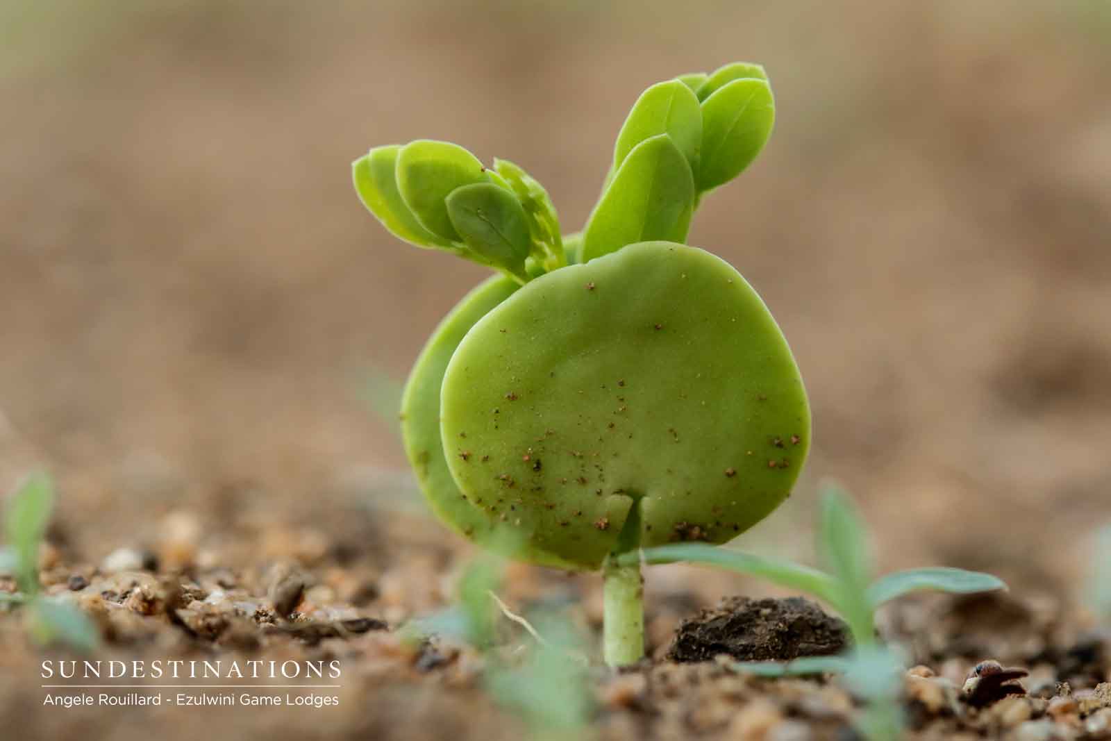 Plant Life in the Balule Nature Reserve Plant Life in the Balule Nature Reserve