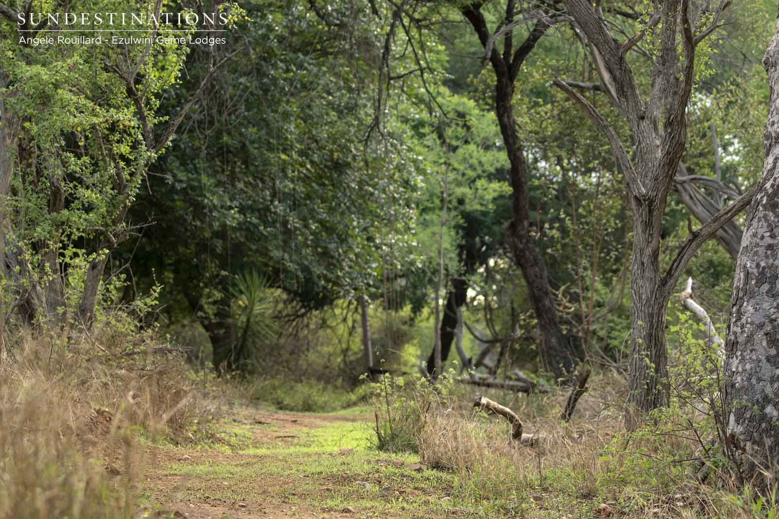 Avenue of Green Trees Avenue of Green Trees