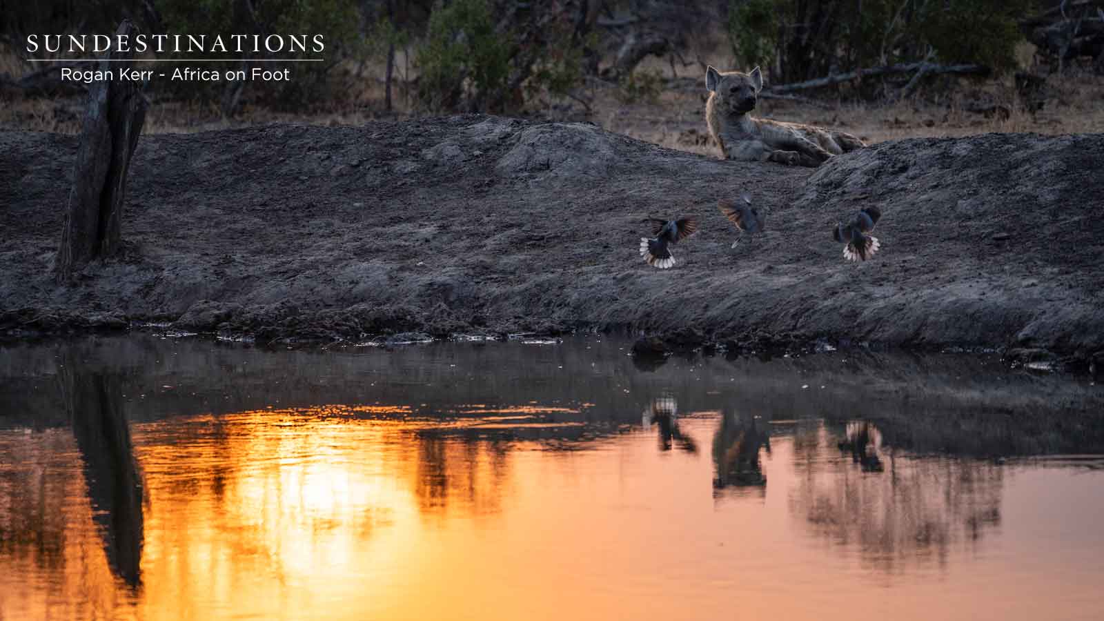 Hyenas at the Waterhole Hyenas at the Waterhole