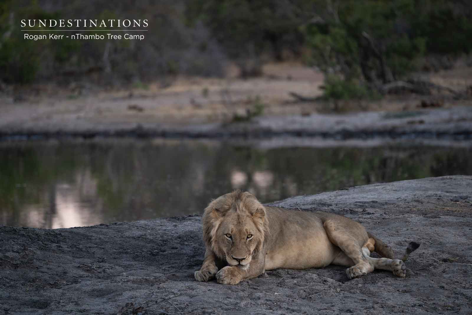Vuyela Lions at nThambo Tree Camp Vuyela Lions at nThambo Tree Camp