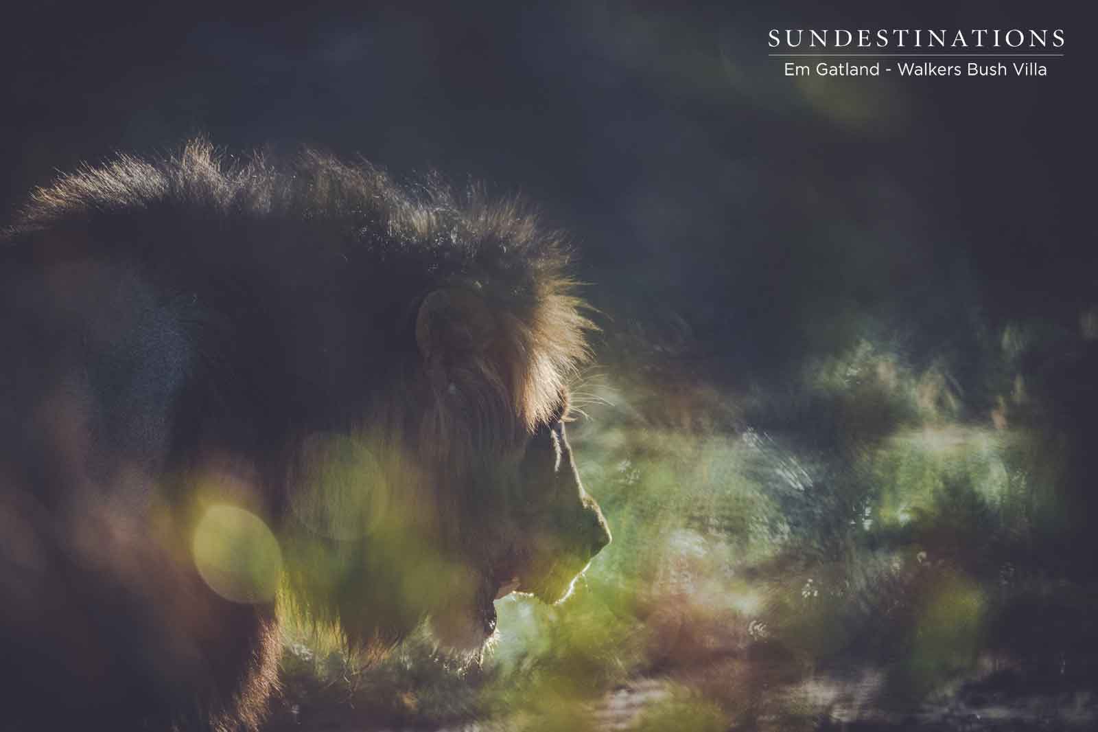 Walkers Bush Villa Black Dam Male Walkers Bush Villa Black Dam Male