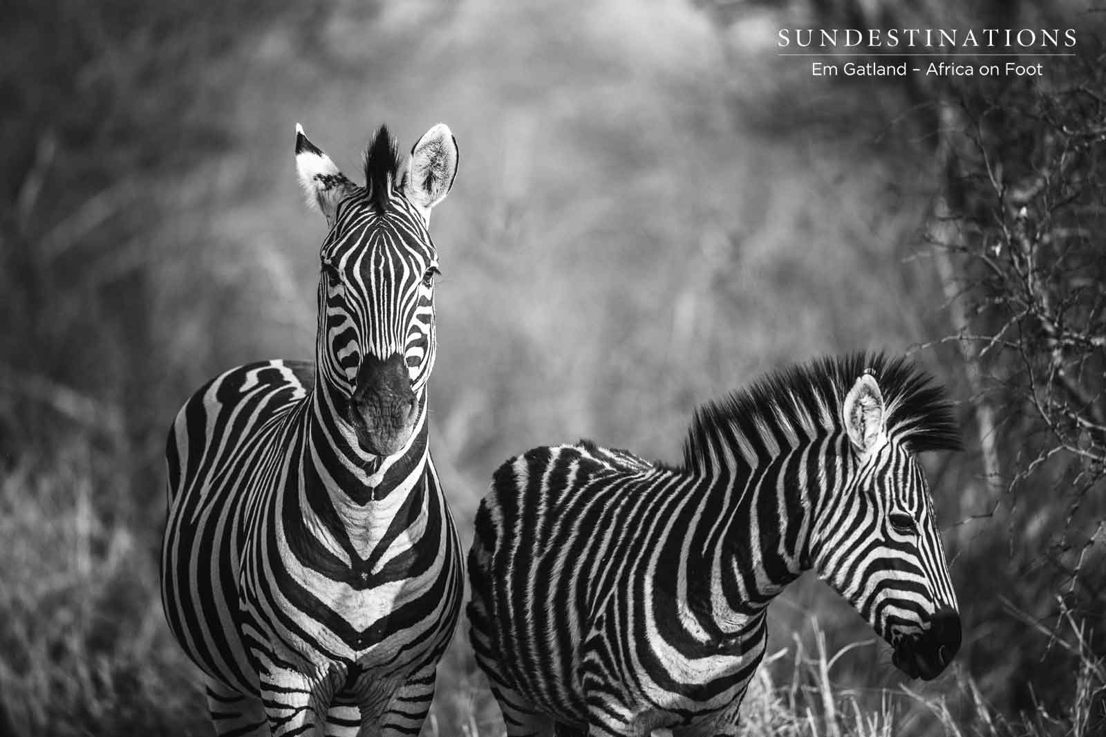 Africa o Foot Zebras Africa o Foot Zebras