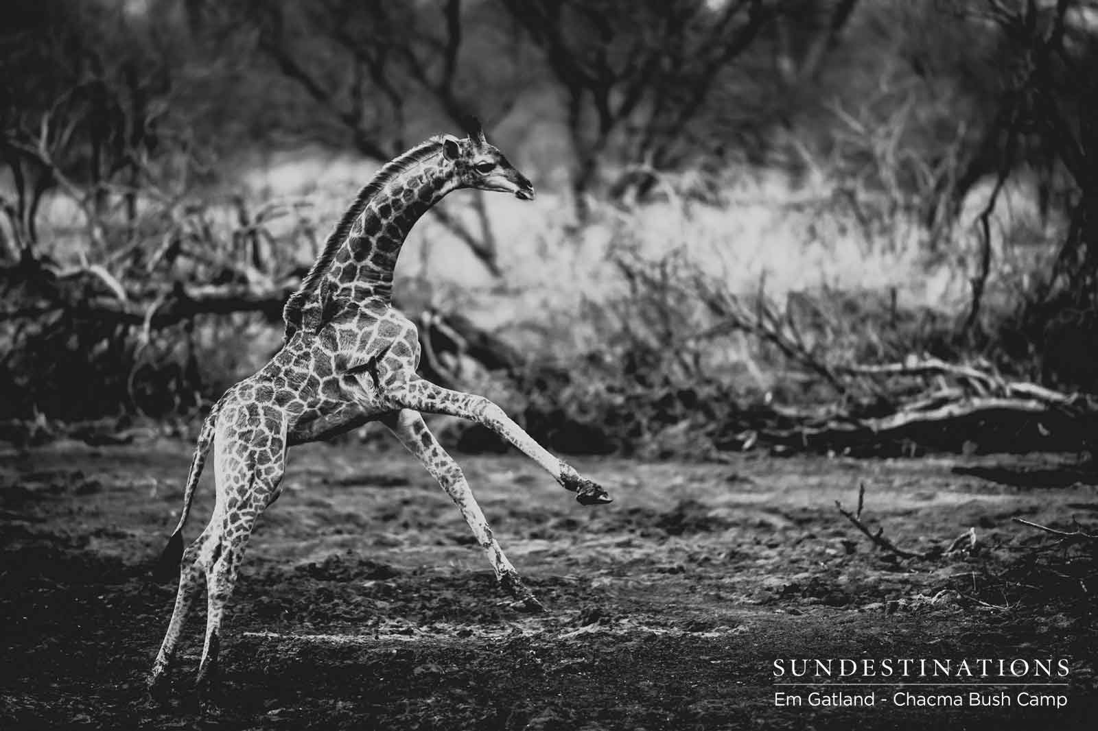 Giraffe at Chacma Bush Camp Giraffe at Chacma Bush Camp