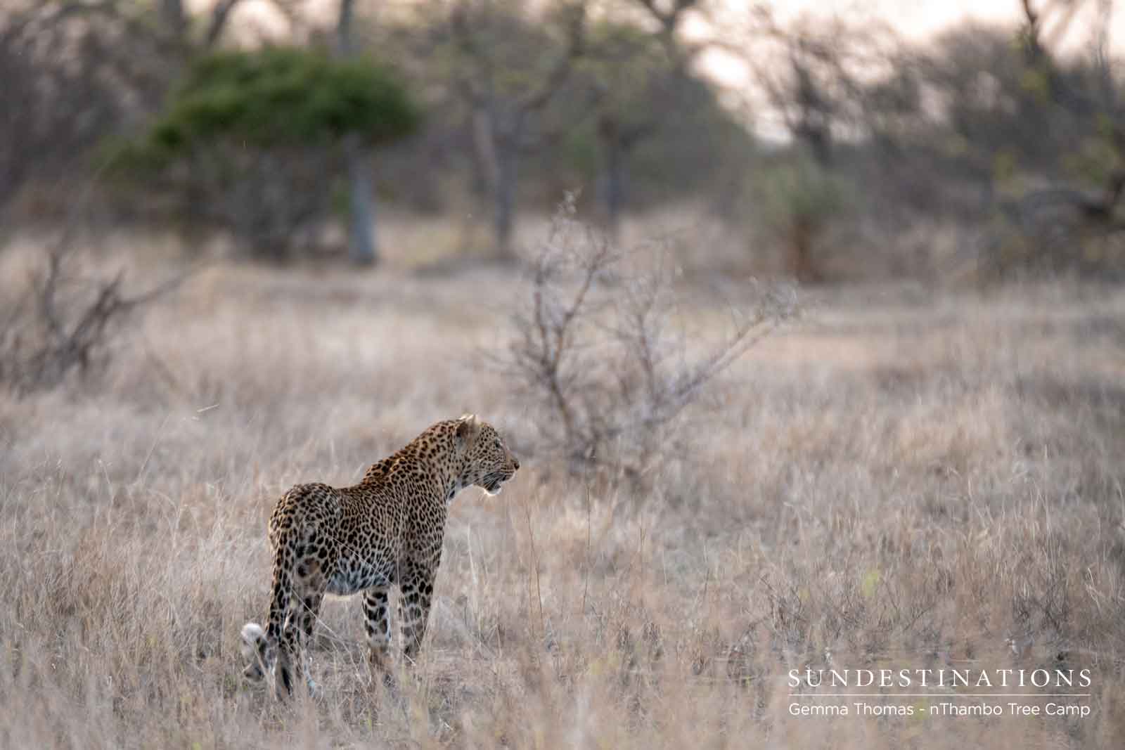 Leopard at nThambo Tree Camp Leopard at nThambo Tree Camp