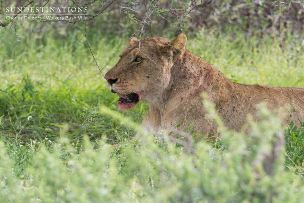 Giraffe Pride of Lions On Kill