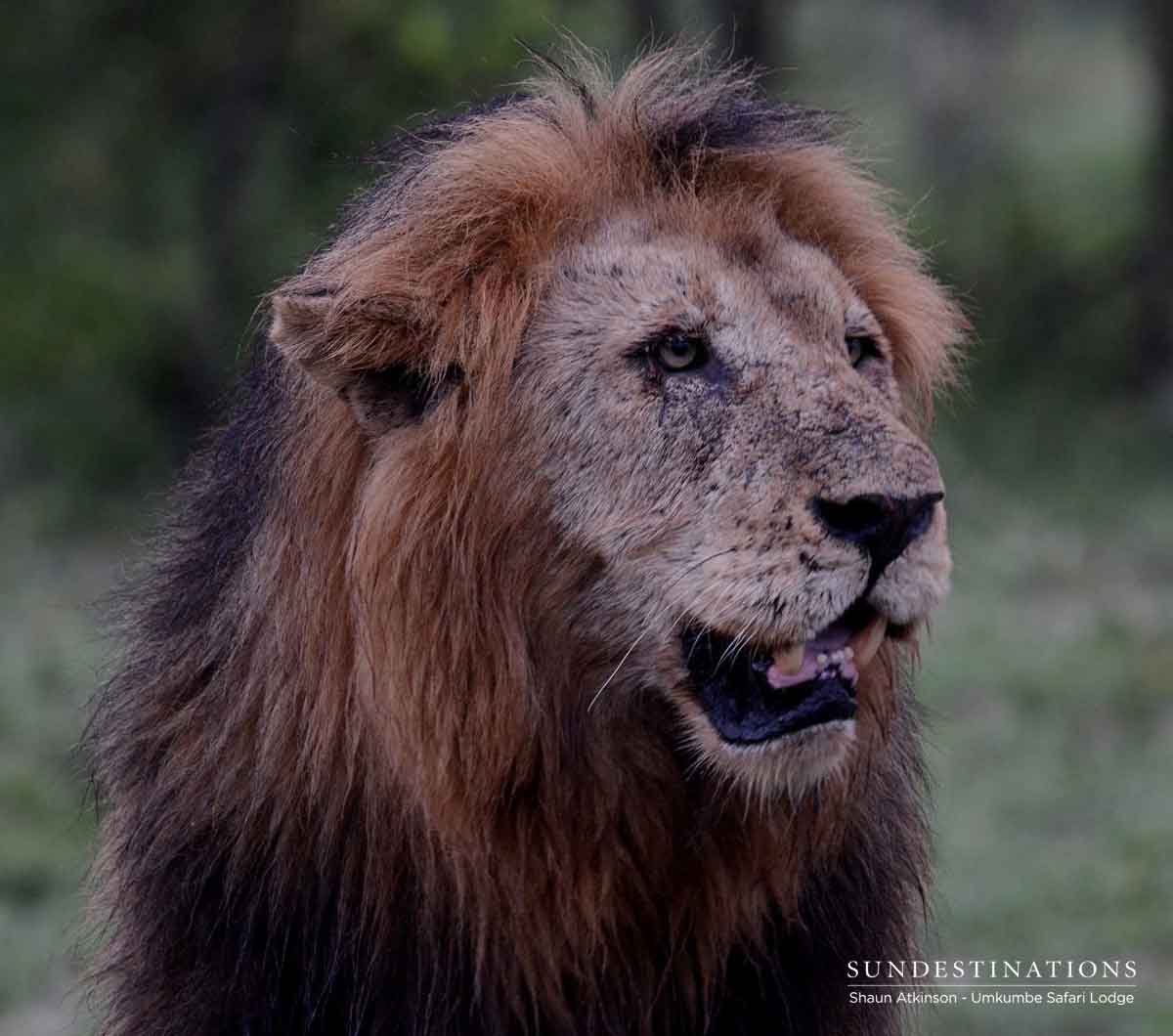 Umkumbe Birmingham Male Umkumbe Birmingham Male